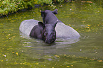 two Malayan tapirs in rainforest