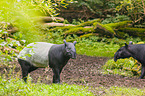 two Malayan tapirs in rainforest