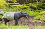 Malayan tapir in rainforest