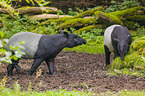 two Malayan tapirs in rainforest