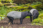 two Malayan tapirs in rainforest