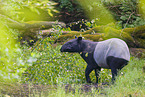 Tapir