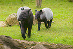 Tapirs