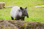 Tapir