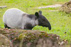 Tapir