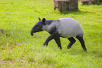 Tapir