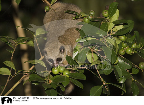 eating tarsier / WS-02710