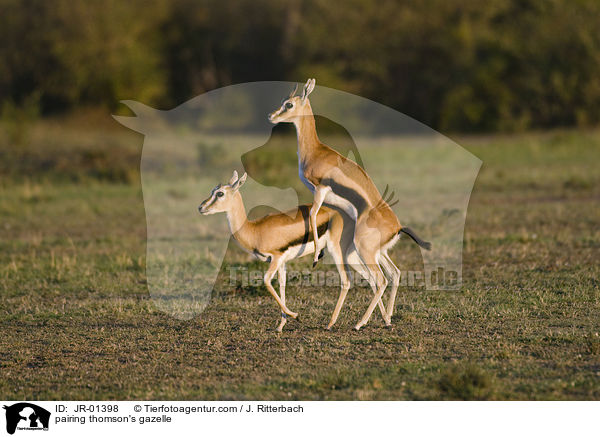 pairing thomson's gazelle / JR-01398