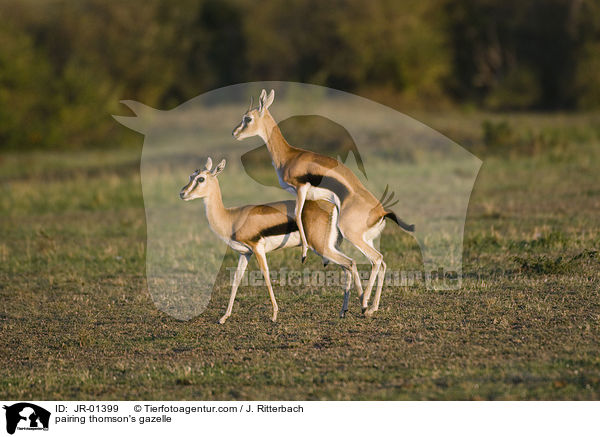 pairing thomson's gazelle / JR-01399
