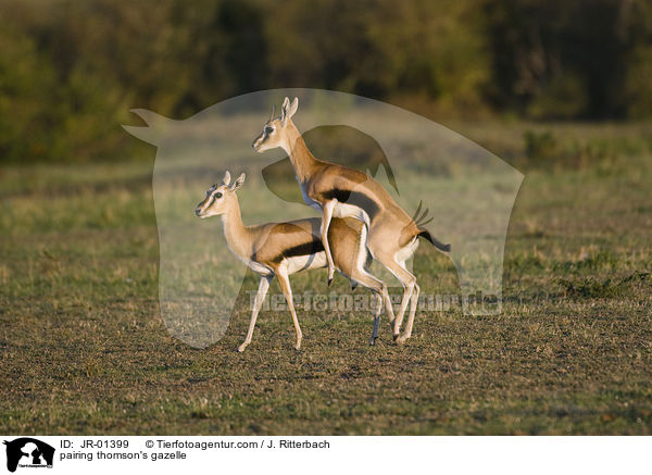 Thomson-Gazellen bei der Paarung / pairing thomson's gazelle / JR-01399