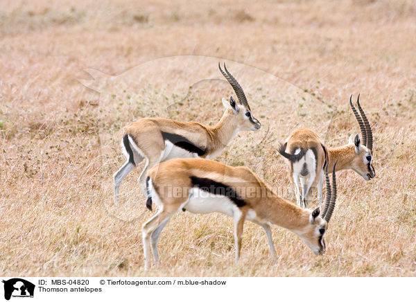 Thomson-Gazellen / Thomson antelopes / MBS-04820