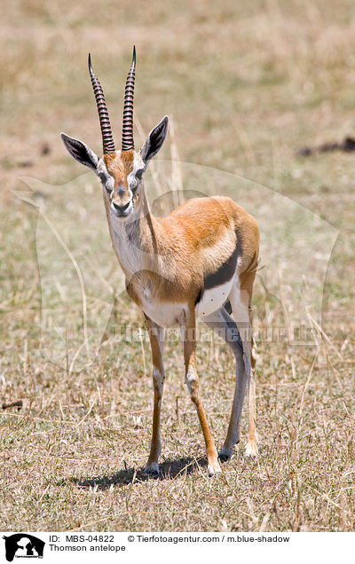 Thomson antelope / MBS-04822