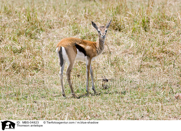 Thomson-Gazelle / Thomson antelope / MBS-04823