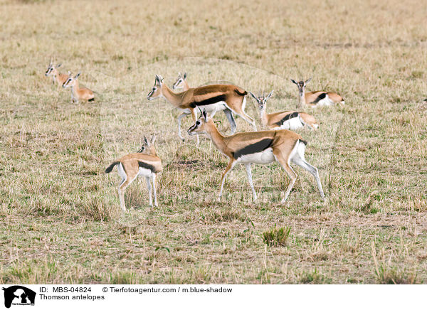 Thomson-Gazellen / Thomson antelopes / MBS-04824