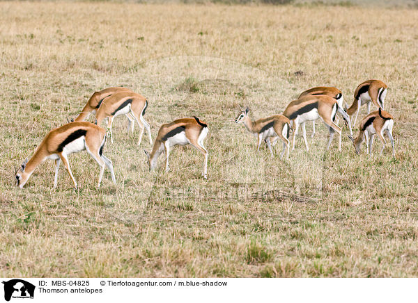 Thomson antelopes / MBS-04825