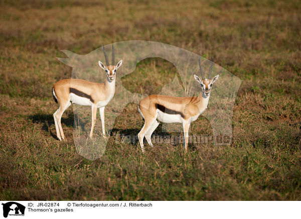 Thomson-Gazellen / Thomson's gazelles / JR-02874