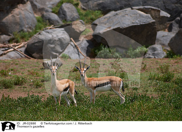 Thomson's gazelles / JR-02886