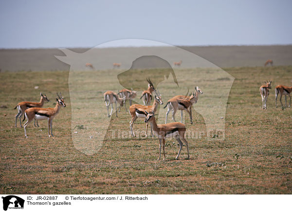 Thomson-Gazellen / Thomson's gazelles / JR-02887