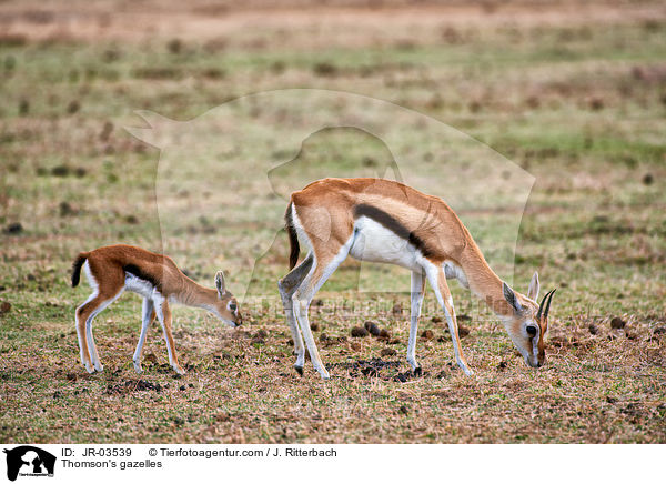Thomson's gazelles / JR-03539