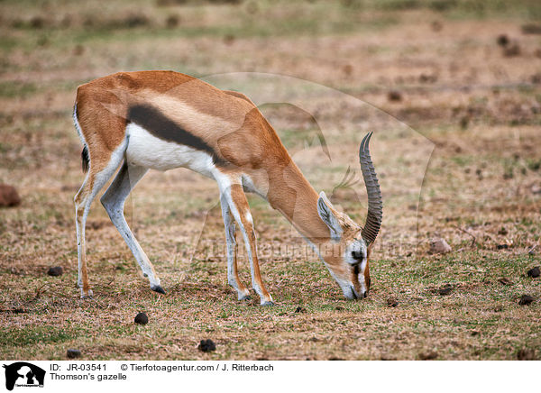 Thomson-Gazelle / Thomson's gazelle / JR-03541