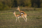 pairing thomson's gazelle