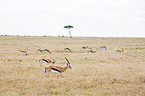 Thomson gazelles