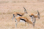 Thomson antelopes