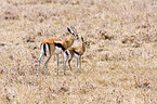 Thomson antelopes