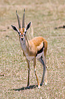 Thomson antelope