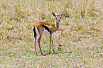 Thomson antelope