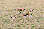 Thomson antelopes