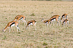 Thomson antelopes