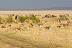 Thomson antelopes