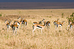 Thomson antelopes
