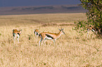 Thomson antelopes