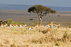 Thomson antelopes