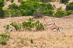 Thomson antelopes