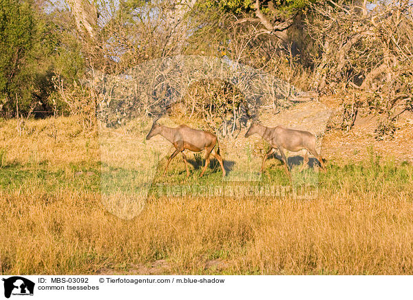 common tsessebes / MBS-03092
