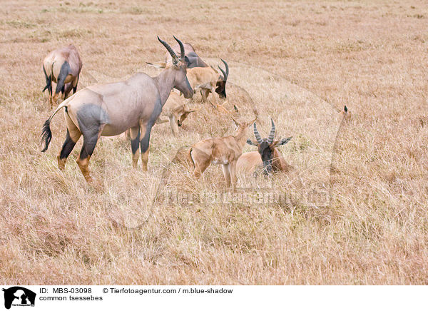 Topis / common tsessebes / MBS-03098