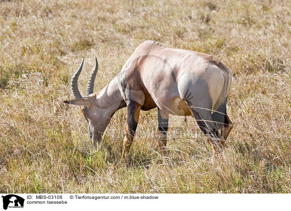 Topi / common tsessebe / MBS-03108