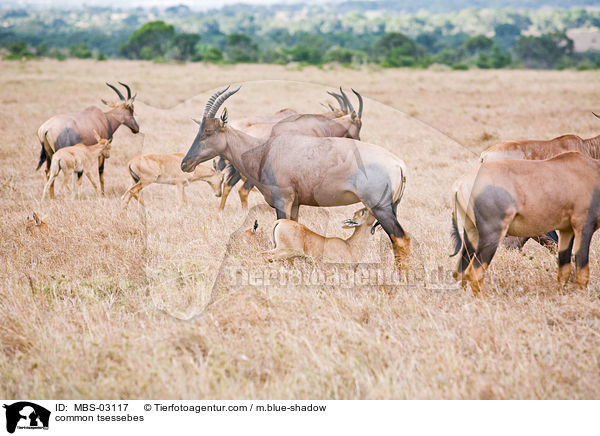 Topis / common tsessebes / MBS-03117