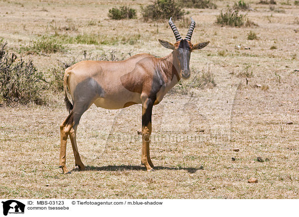 common tsessebe / MBS-03123