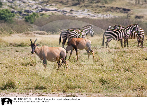 common tsessebes and zebras / MBS-03157
