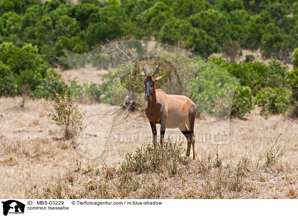 Topi / common tsessebe / MBS-03229
