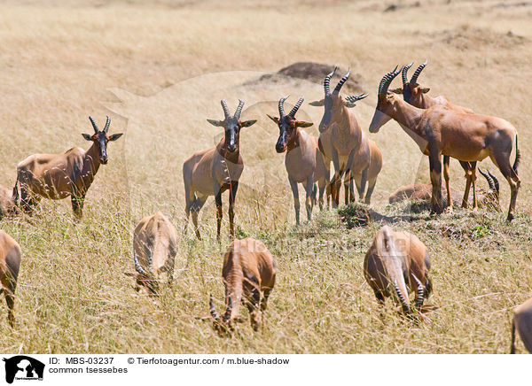 Topis / common tsessebes / MBS-03237