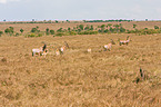 common tsessebes