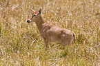 common tsessebe