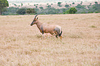 common tsessebes