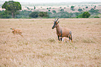 common tsessebes