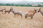 common tsessebes